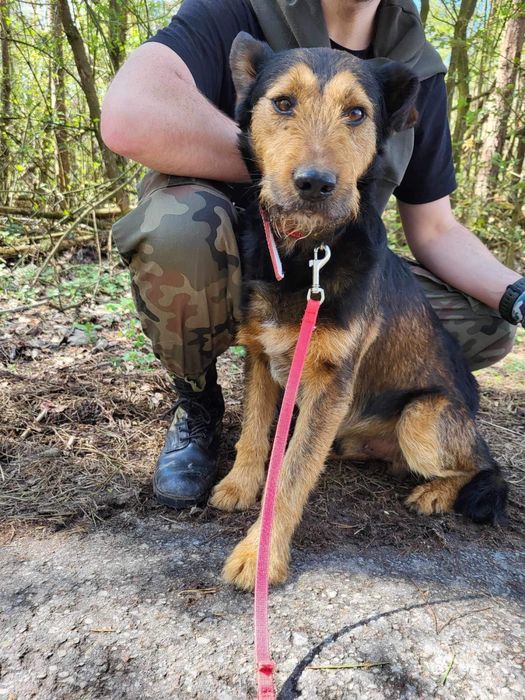 Pluto w typie terrierka szuka swojego domu