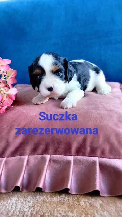 Cavalier King Charles Spaniel - urocza suczka tricolor Chanel