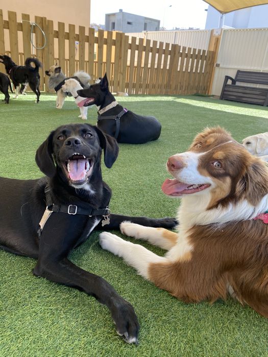 Dog Walking & Pet Sitting ao Domicílio