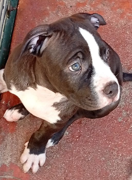 American Staffordshire Terrier