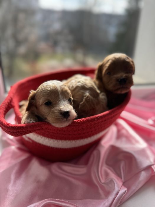 Мальтипу мальтіпу