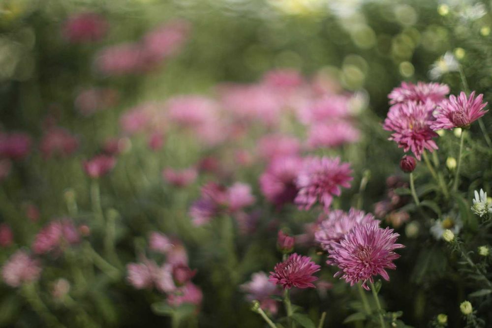 Canon 55/1,2 FL/FD розкішний надсвітлосильний об’єктив красивим малюнк