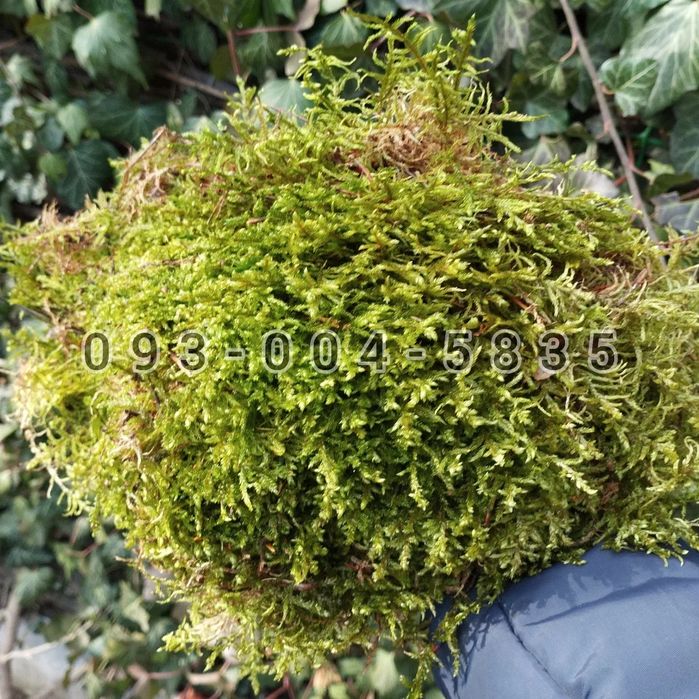 Живой мох для улиток и цветов!