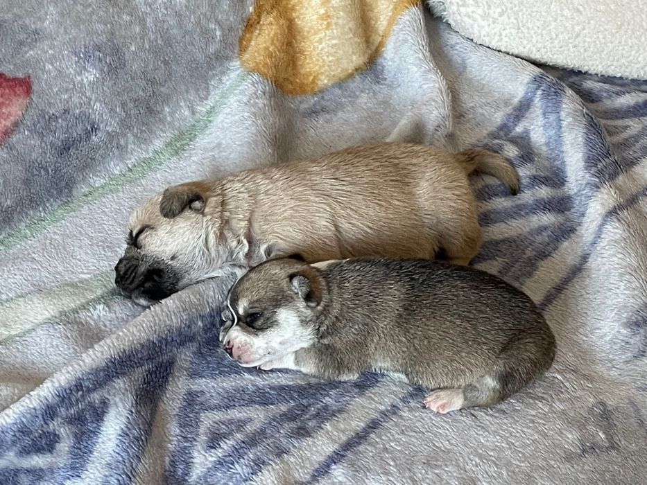 Zaginął piesek miał około 2 miesiące proszę pomóżcie mi go znaleźć.