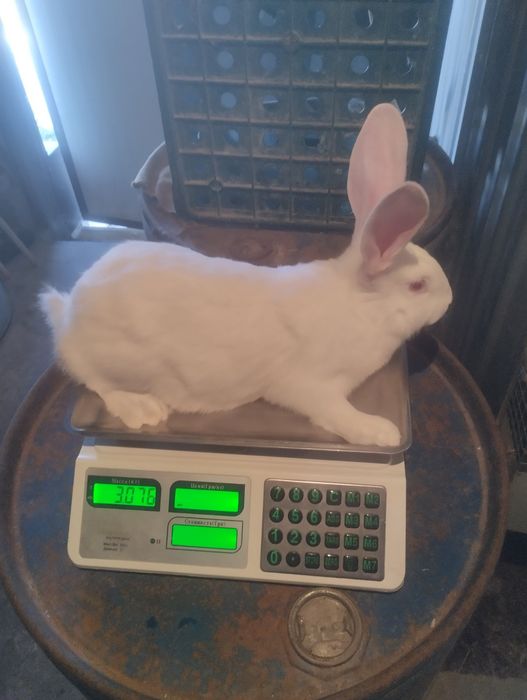 Термонська біла.