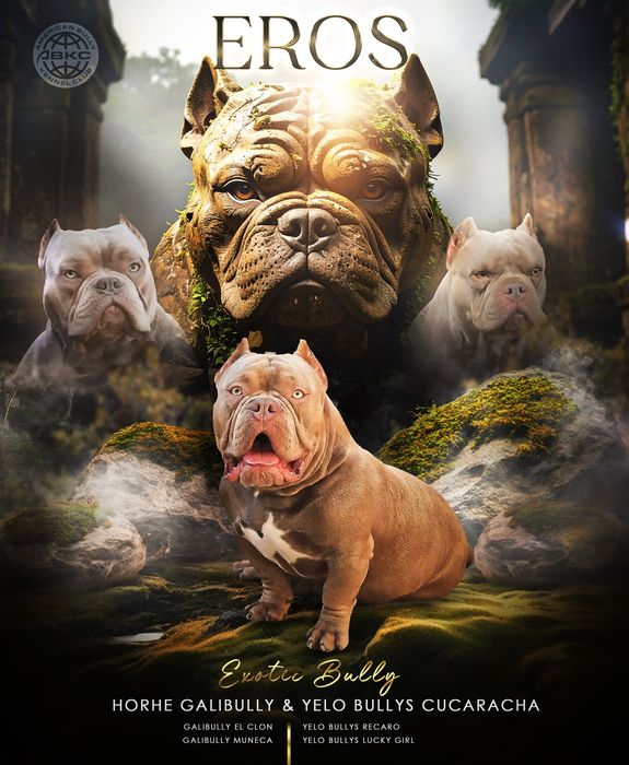 Открыт для вязки кобель Американский Булли (Exotic Bully)