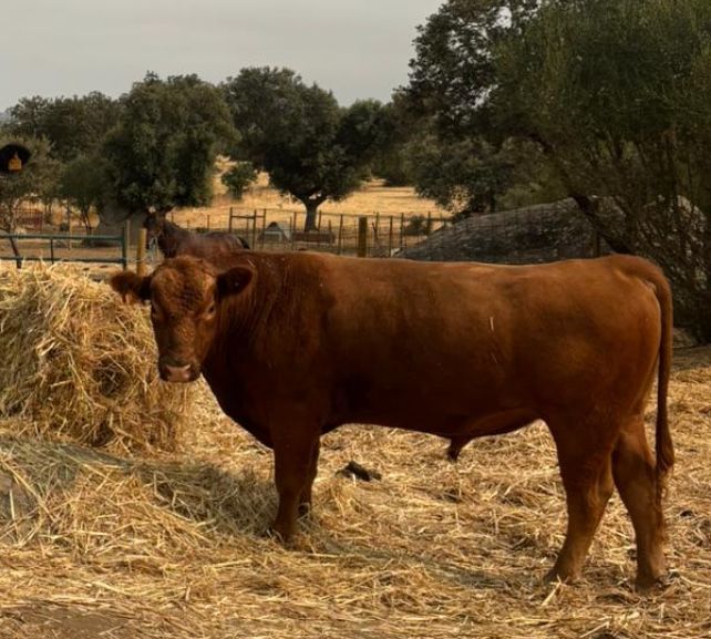Touro Red Angus Puro