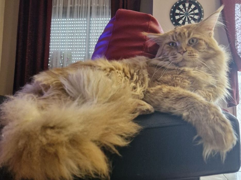 Femia    MAINE COON  com  LOP (negociavel)