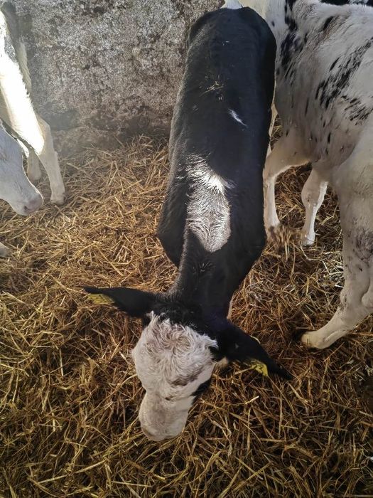 Cielaki z Polskich gospodarstw