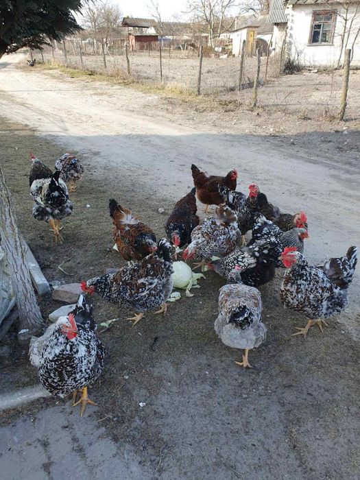Продам інкубаційні яйця лівенських курей
