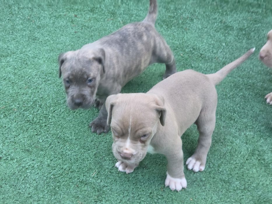 Suczka american bully  xl  z metryką