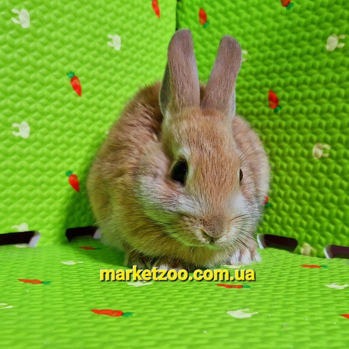 Мини кролики декоративные міні Нідерландський голландський кролик