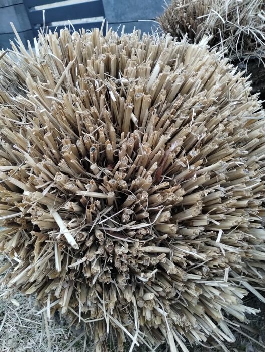 Trawy ozdobne miskanty i rozplenice