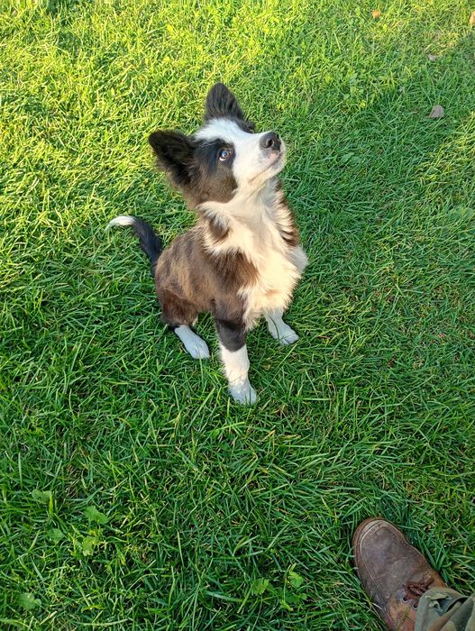 Border Collie śliczna suczka szczeniaczek