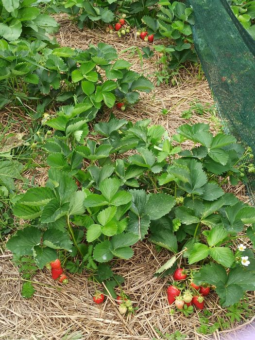 Саджанці полуниці середніх сортів.