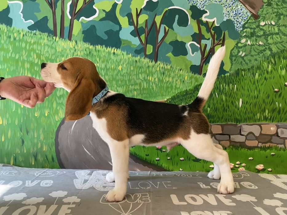 Хлопчик породи бігль з документами КСУ