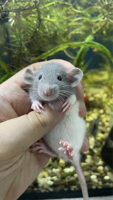 Пацюки дамбо, крисята хаскі, голубі , крысы