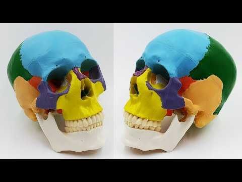 Череп макет розбірний/Скелет людини 45 см, 85см