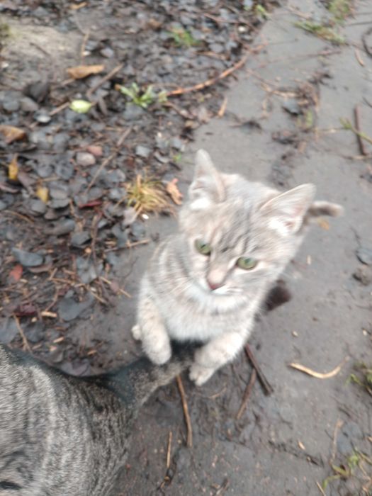 котята шукають дім