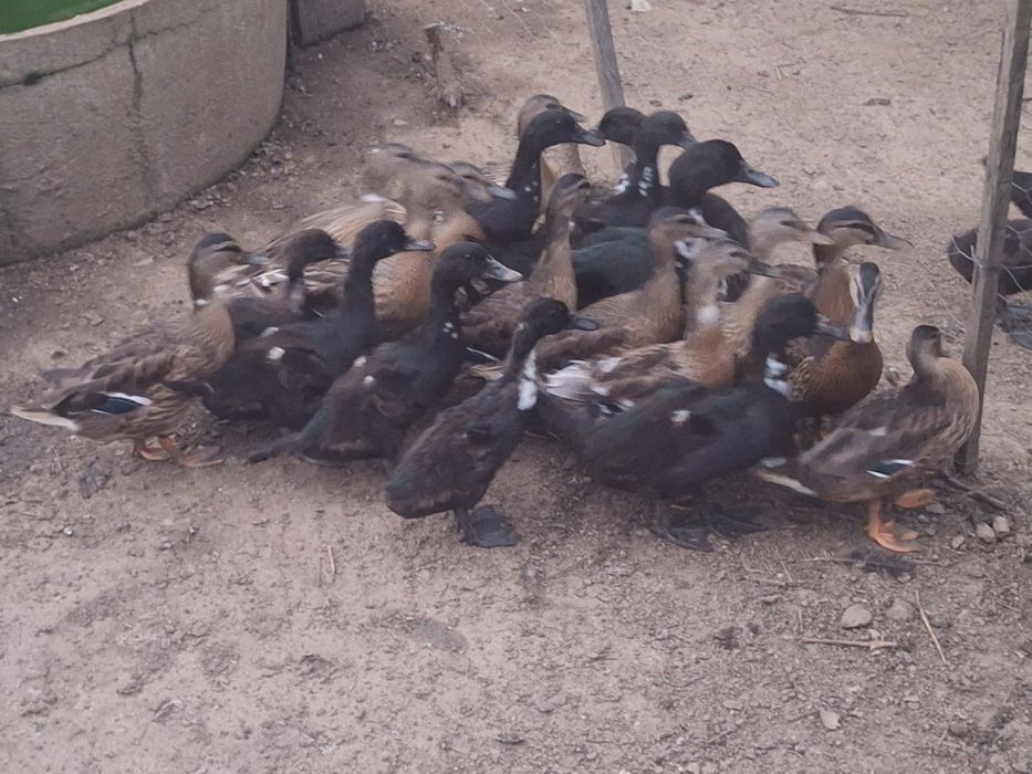 Patos de várias raças