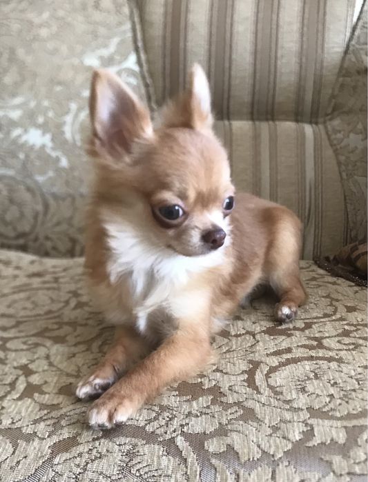 Детки мини чихуа