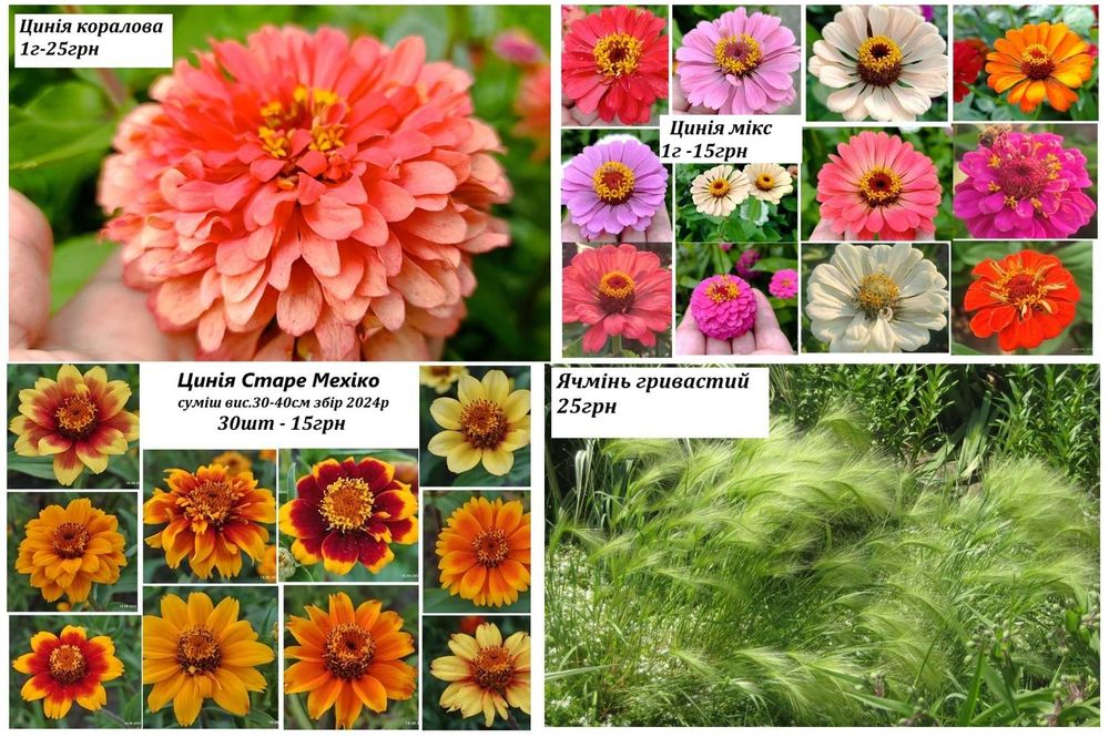 Пропоную домашнє насіння квітів