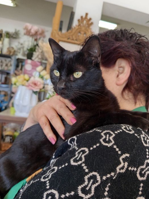 Gatinha de 1 aninho para adopção