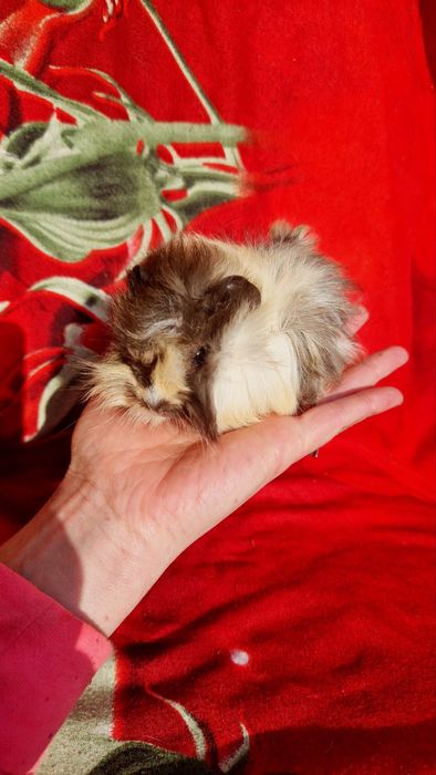 Морская свинка,морська свинка,морські свинки ангорські розетчаста,1міс