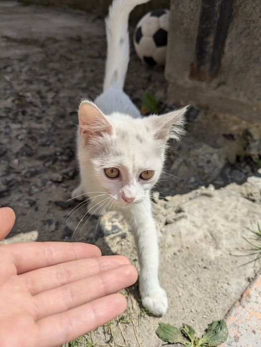Відаю двох котиків хлопчик та дівчинка