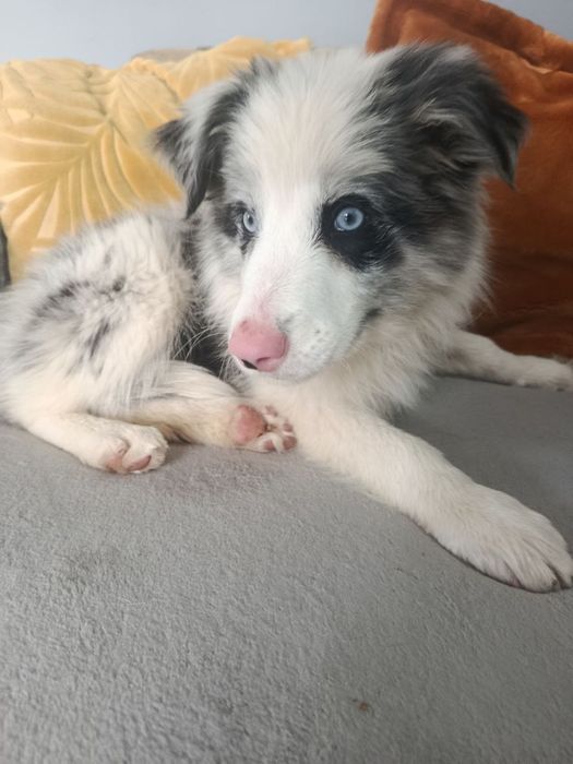 Хлопчики, дівчинка бордер коллі. Цуцики бордер коллі