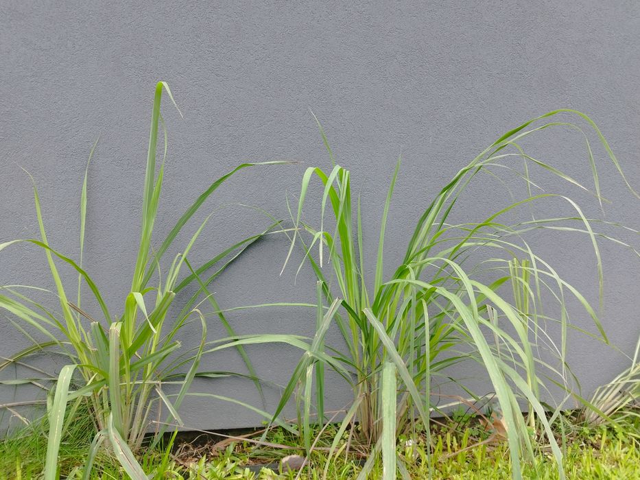 3 ou 12  Pés de Erva príncipe, capim limão, Lemongrass, Cymbopogon
