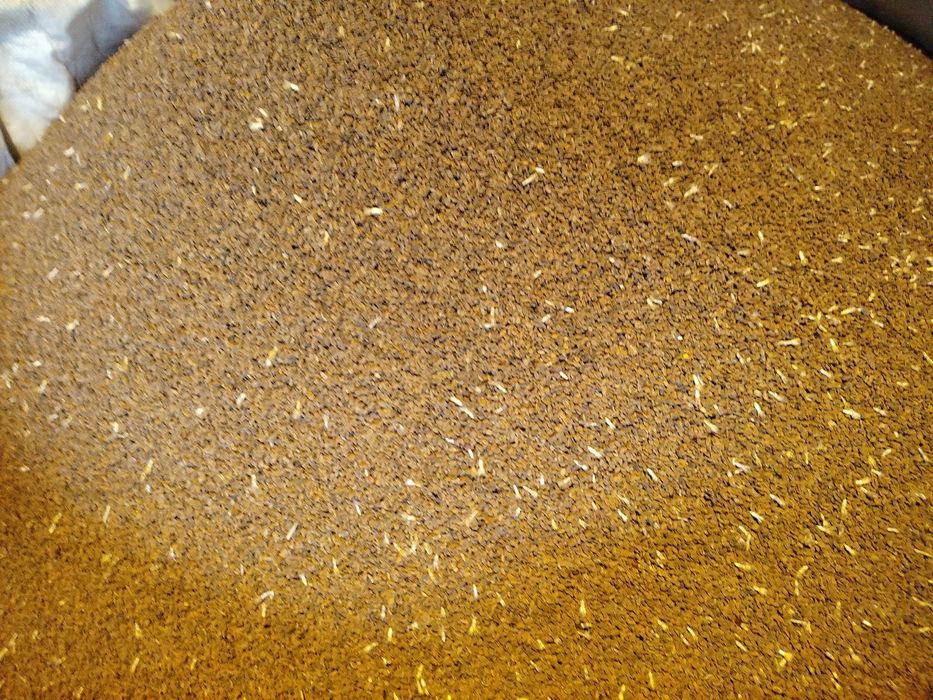 Sprzedam facelię z chabrem