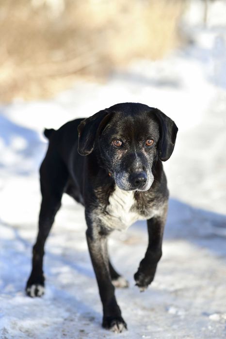 Cudowny Maksiu szuka domu