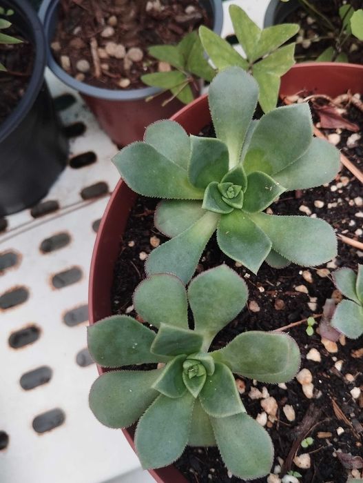 Suculenta Aeonium arboreum 'Atropurpureum'