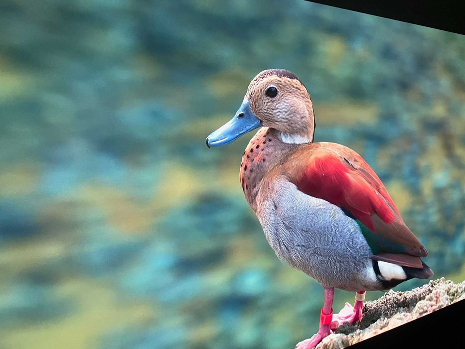 Projektor Sony VPL-HW65 FullHD SXRD