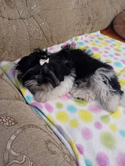 Shih-tzu sprzedam