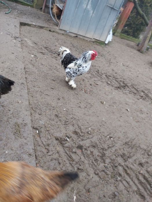 Jajka lęgowe mix niosek