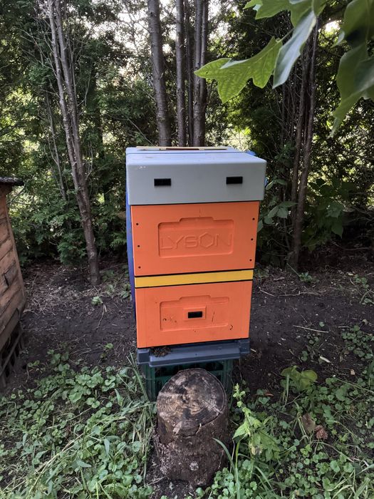 Sprzedam 4 ule wielkopolskie Łysoń z pszczołami