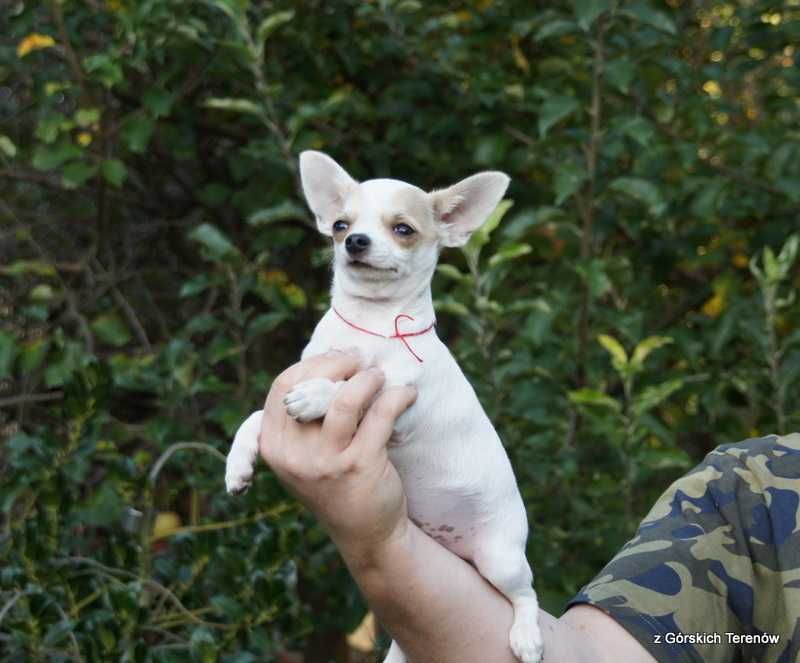 Chihuahua z rodowodem piesek
