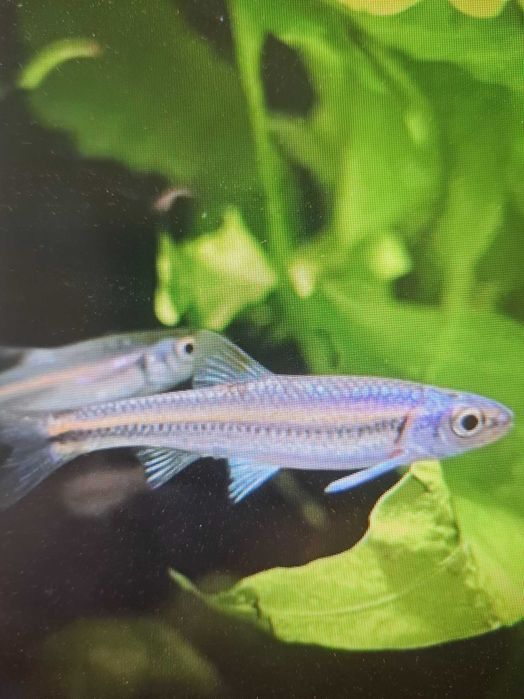 Błyszczek Tęczowy ( notropis chrosomus)