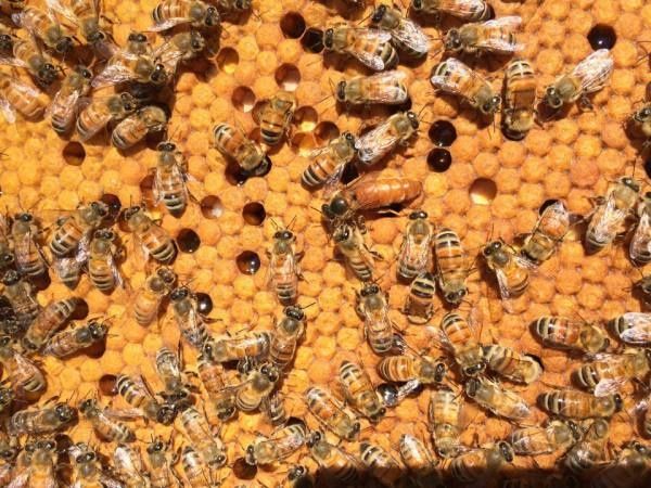 ПРОДАМ ПЧЕЛОМАТКИ Итальянскую породу ligustica,