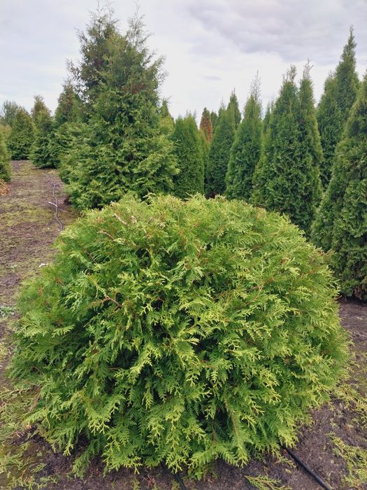 Туя Смарагд, Брабант, Колумна,Даніка