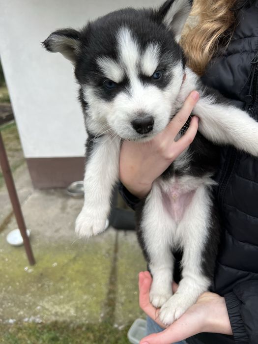 Szczeniaki Husky