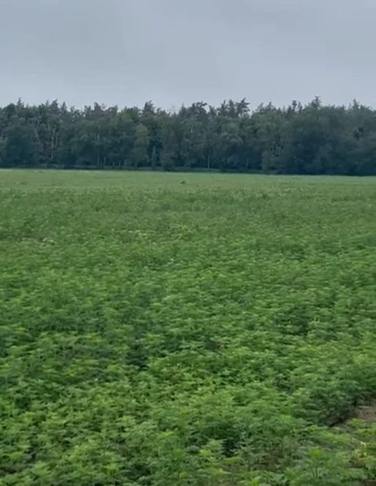 Гнідин. Пай біля кар'єру 2.8 га