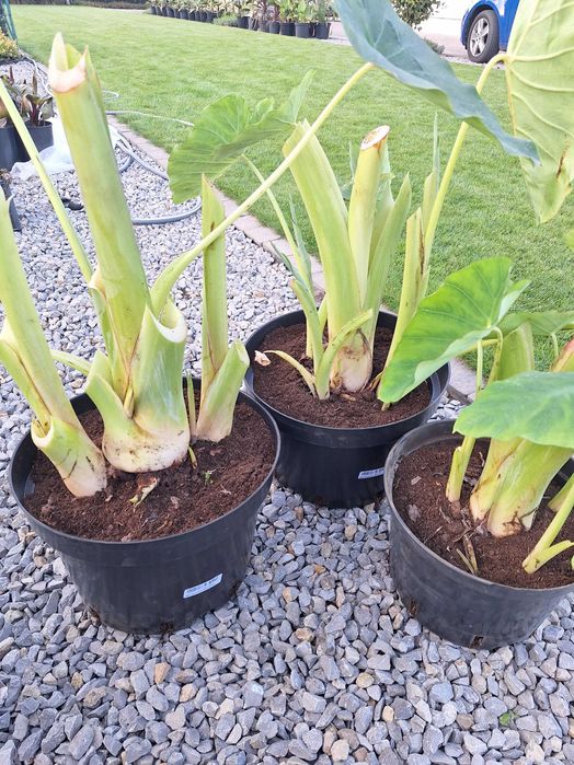 Colocasia eskulenta kolokazja