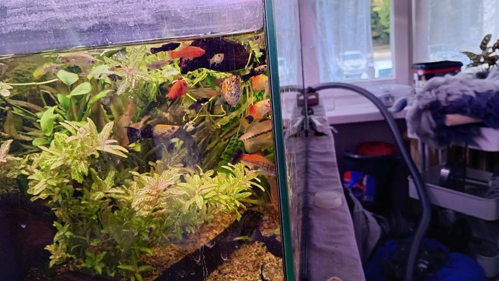 Ryby akwariowe zmiana obsady