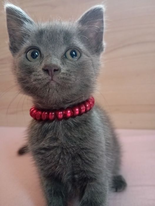 Віддаю кицьку у добрі руки