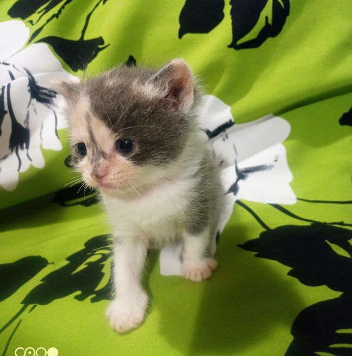 Шотландська принцеса трьох кольорного окрасу  для благополуччя