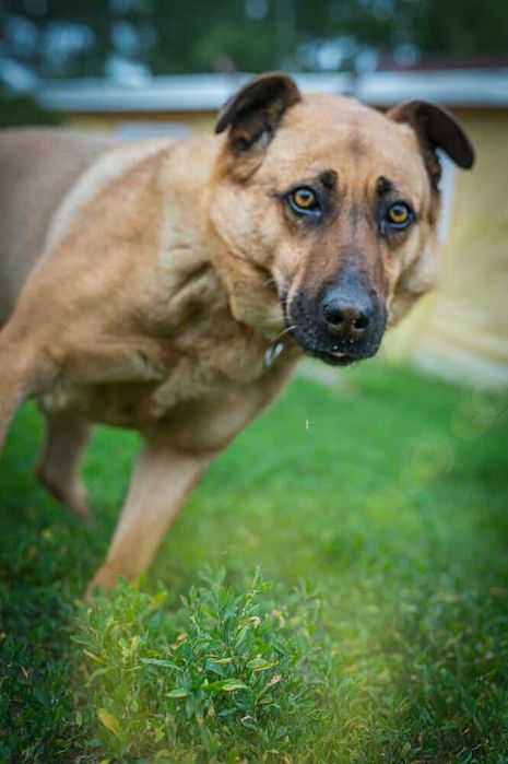 Oddam za darmo- Urocza Gajusia szuka domu