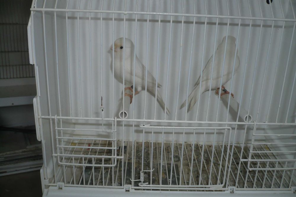 Canários Branco Recessivo